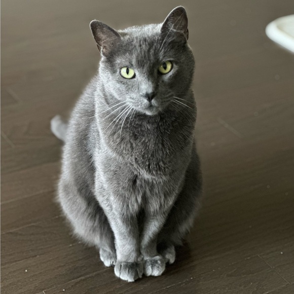 blackcat_13